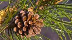 Vůně do svíček 10ml  borovice