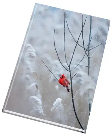      Záznamní kniha A5 150ls s indexem linka ptaček