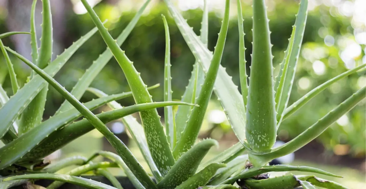 Vůně do svíček 10ml Aloe vera - fotografie 1