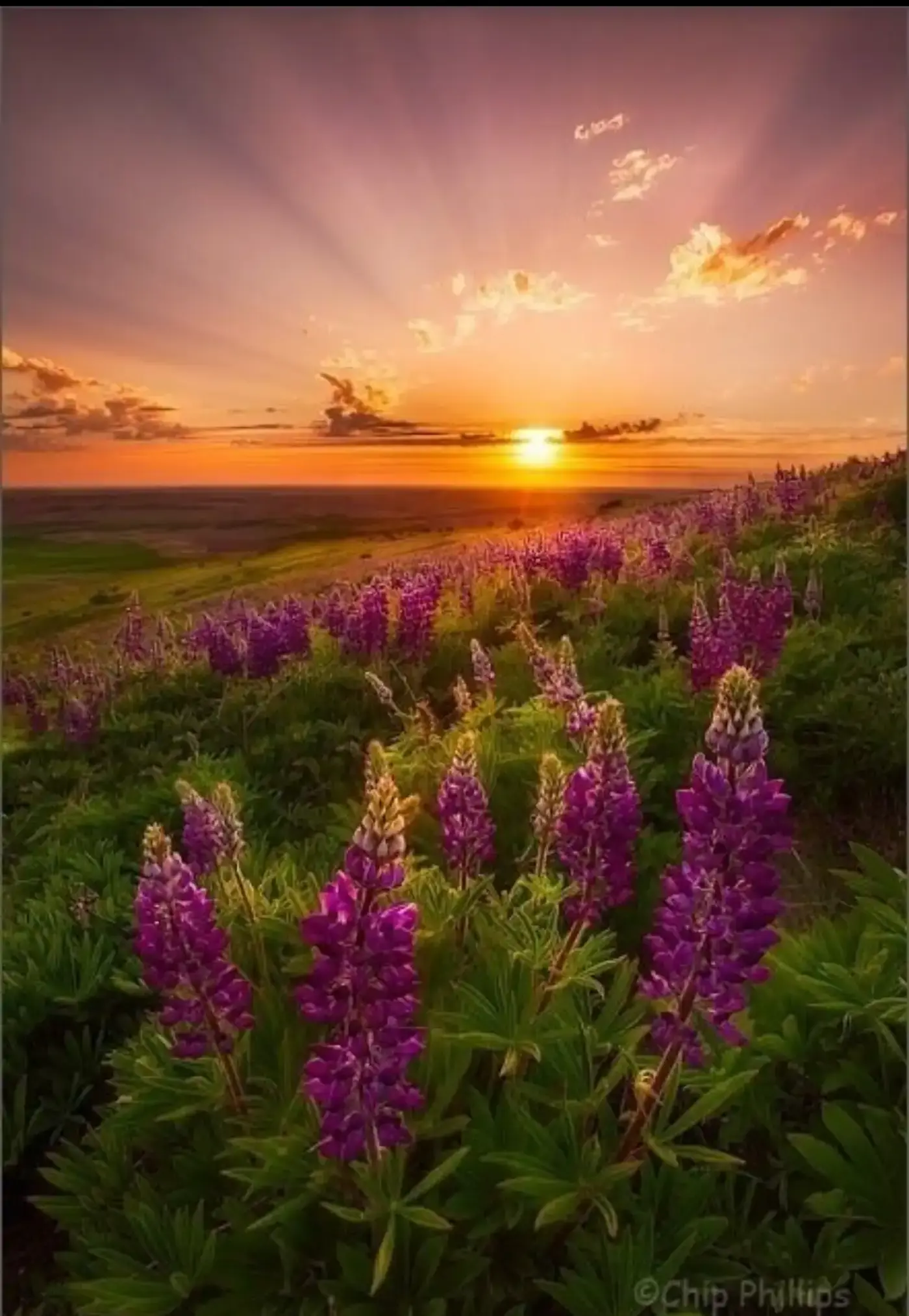 Letní louka při západu slunce – olejomalba