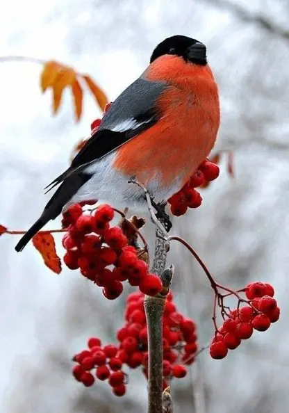 Kurz olejomalby: Zimní ptáček na jeřabině (30 × 40 cm)