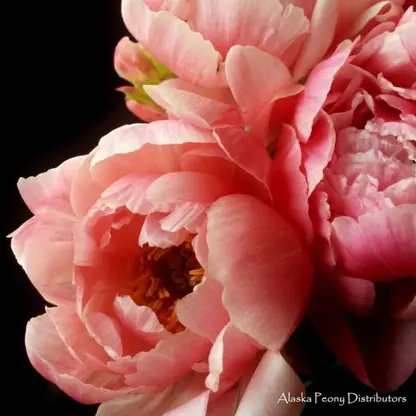 Olejomalba: Pivoňky ve světle (50 × 50 cm) – 3 lekce